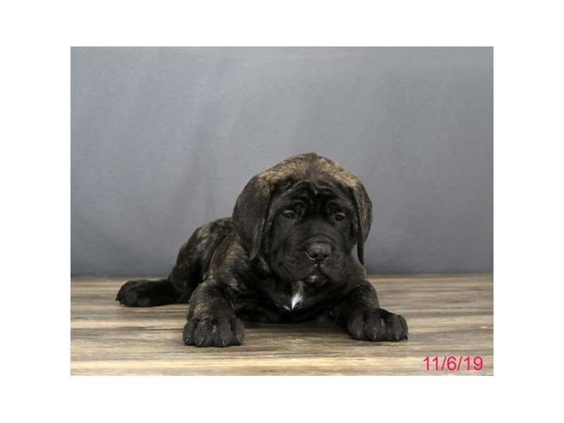 Mastiff-DOG-Male-Brindle-15410-Petland Columbus, Ohio