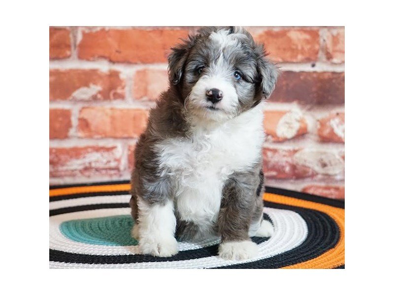 Aussie Poo