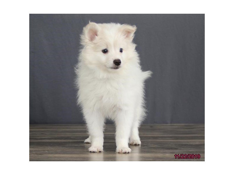 American Eskimo Dog