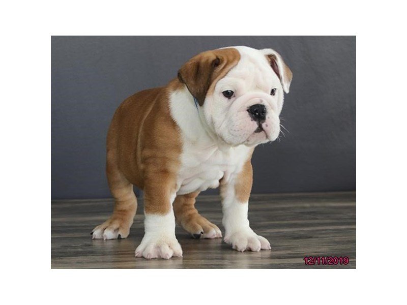Bulldog