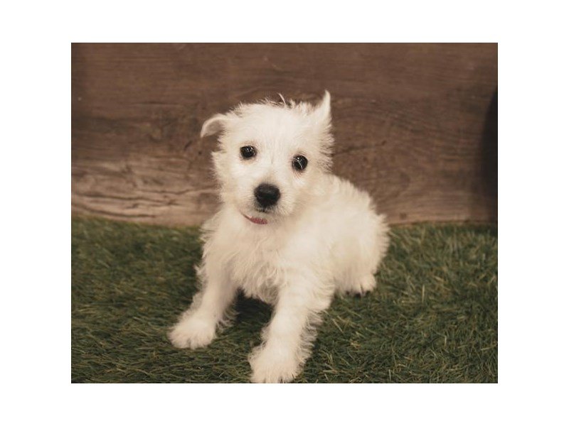 West Highland White Terrier