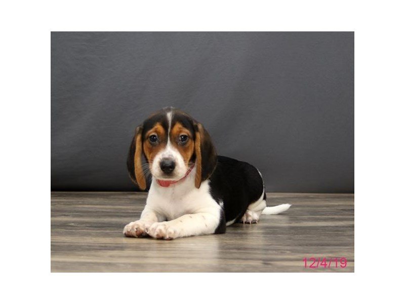 Beagle