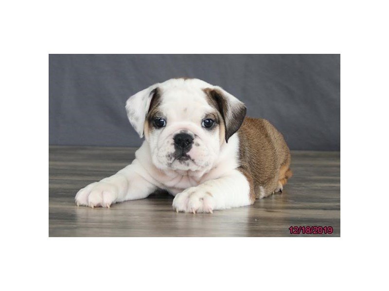 Bulldog-DOG-Female-Red-15559-Petland Columbus, Ohio