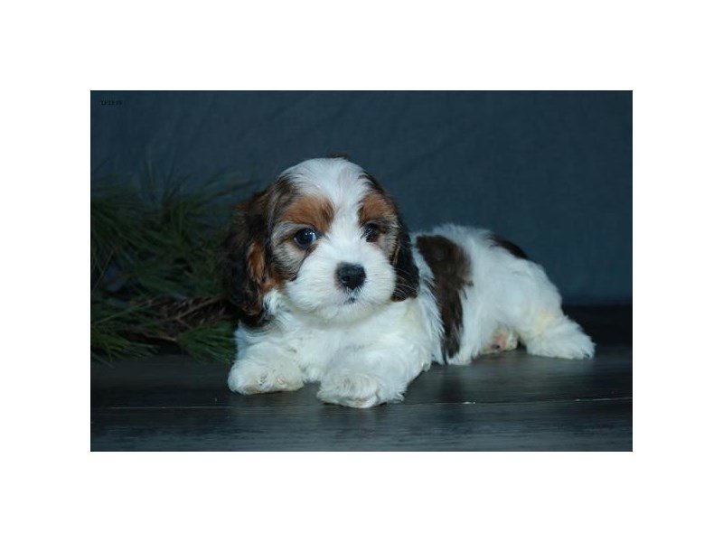 Cavapoo