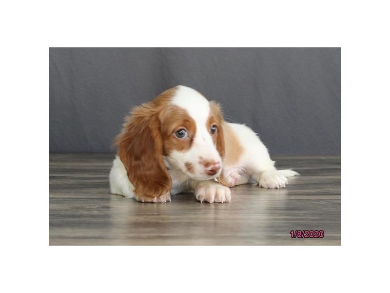 Dachshund