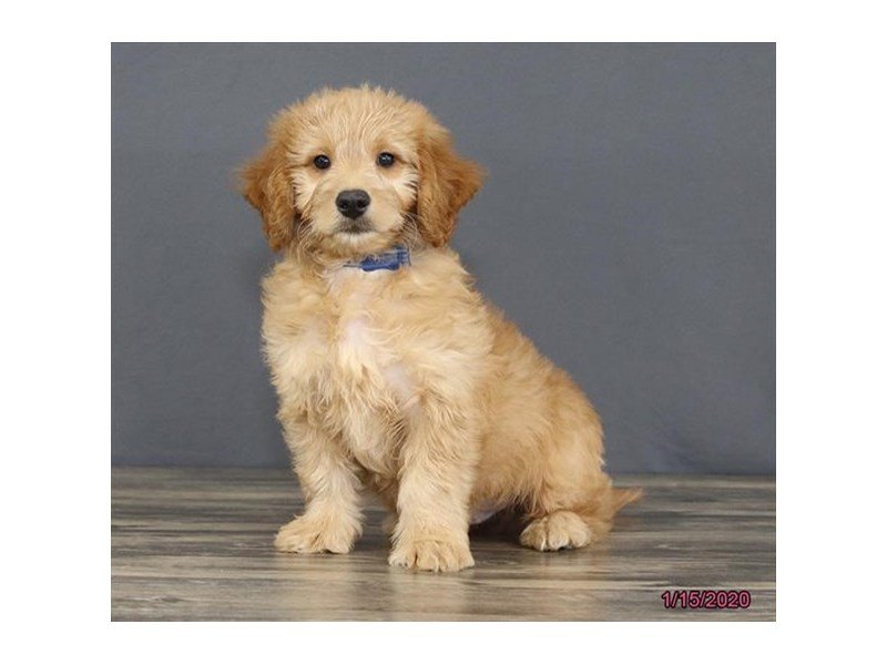 Goldendoodle Mini