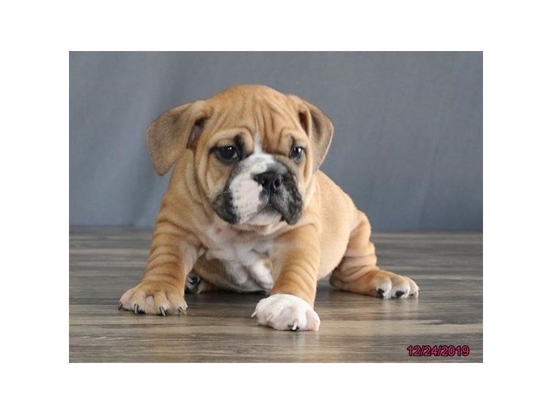 Bulldog-DOG-Male-Fawn / White-15645-Petland Columbus, Ohio