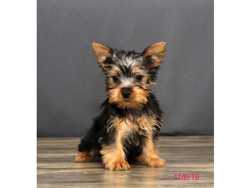Silky Terrier