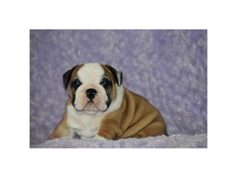 Bulldog