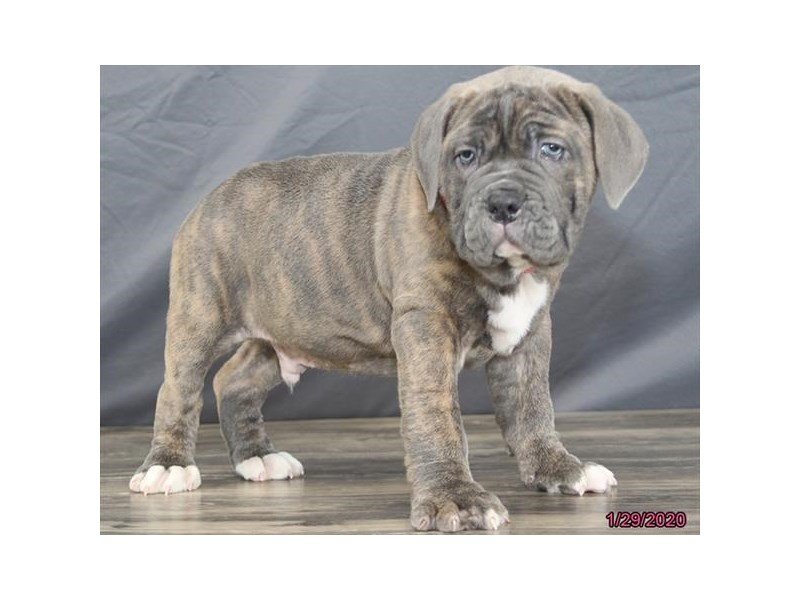 Bulldog-DOG-Male-Blue-15702-Petland Columbus, Ohio