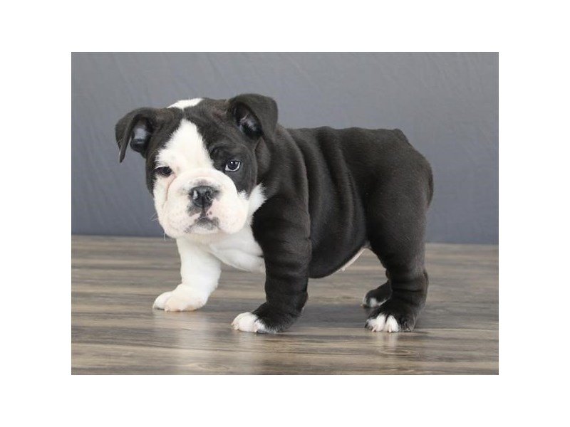 Bulldog
