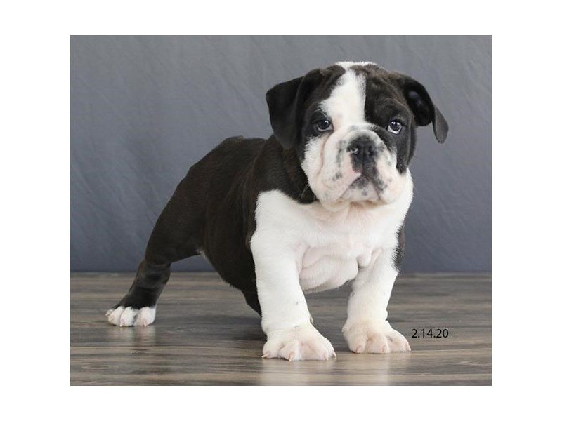 Bulldog-DOG-Male-Black-15736-Petland Columbus, Ohio