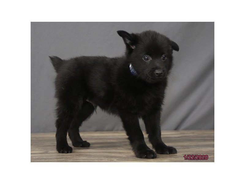 Schipperke