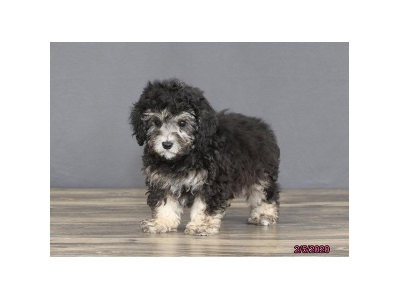 Poodle