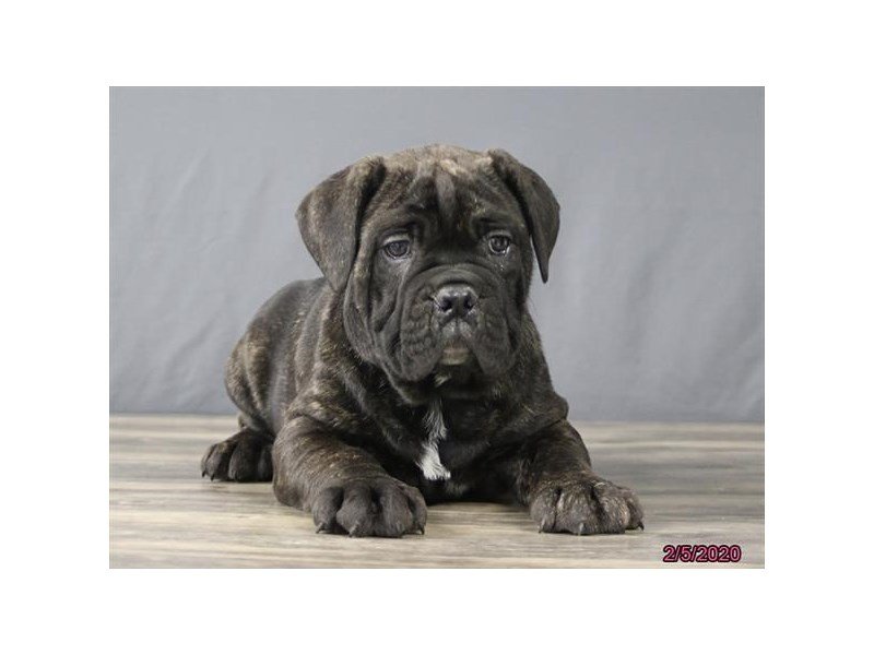 English Neo Bull