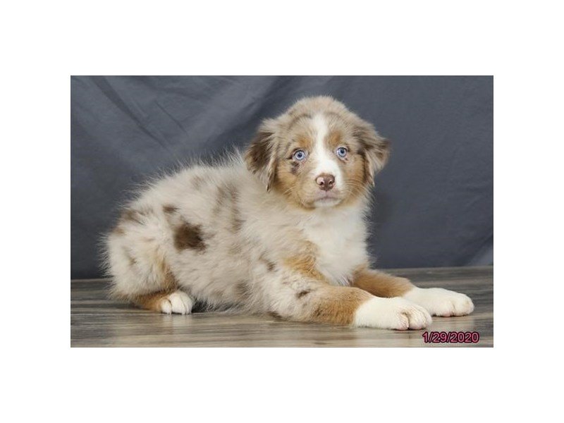 Australian Shepherd