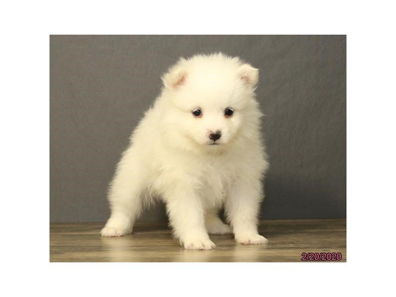 American Eskimo Dog
