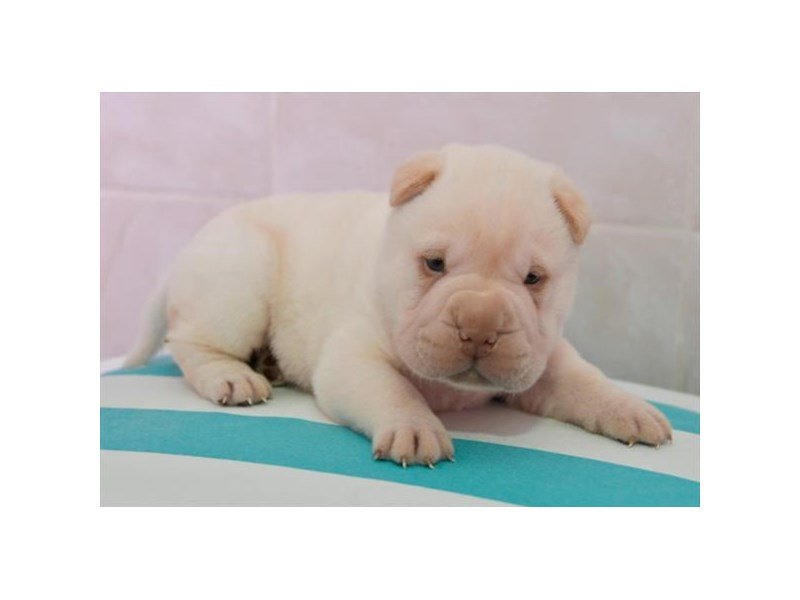 Shar Pei