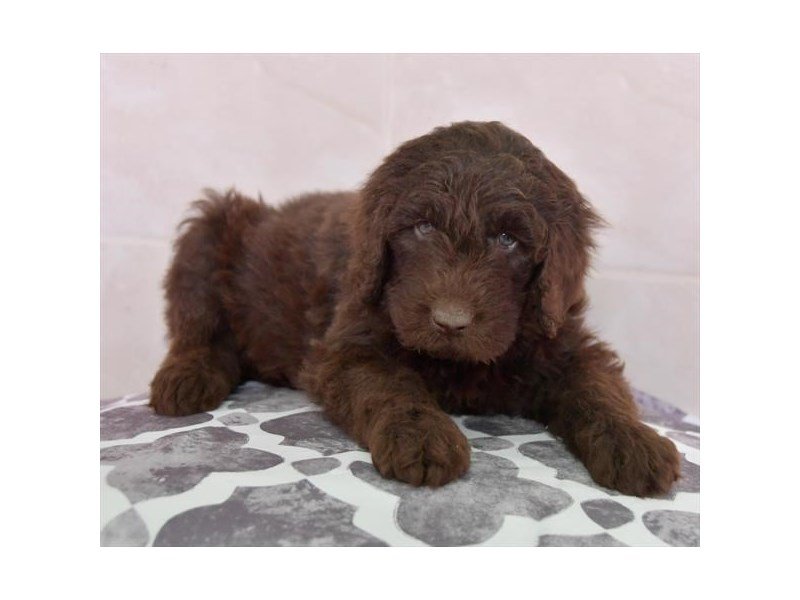 Newfie Poo-DOG-Male-Chocolate-15818-Petland Columbus, Ohio
