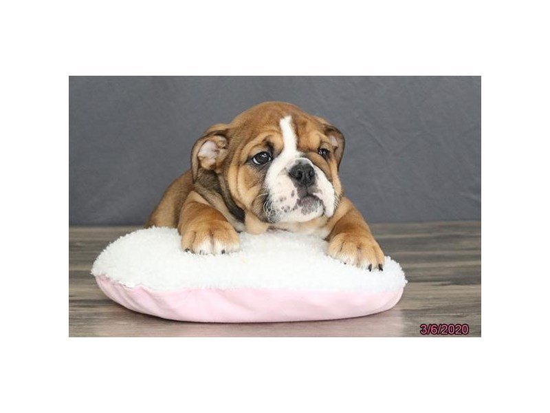 Bulldog