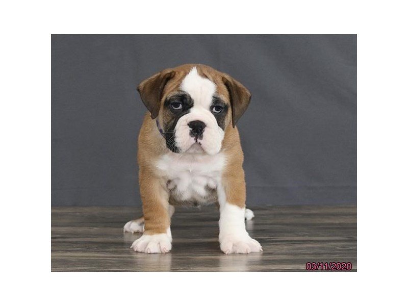 Bulldog