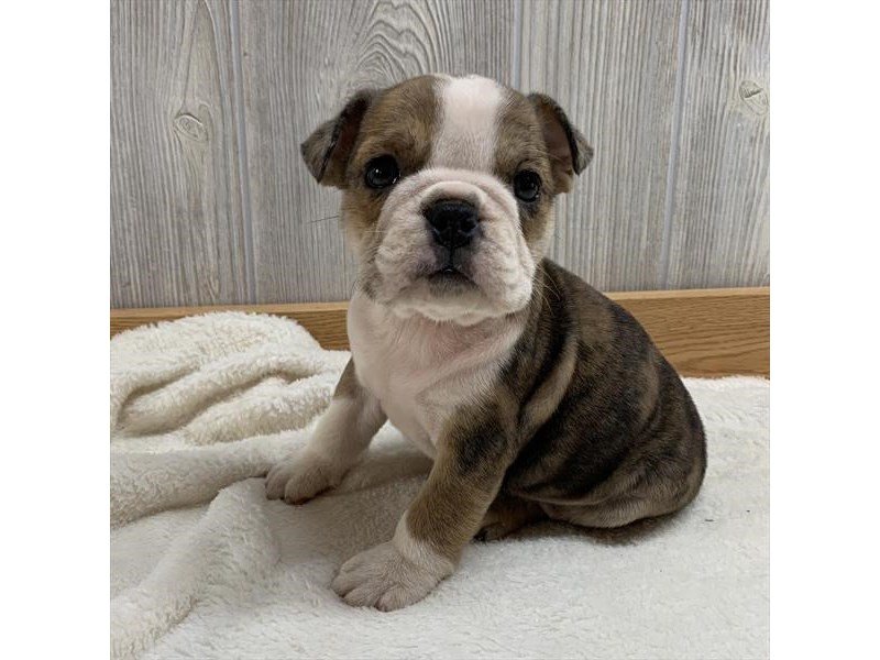 Bulldog