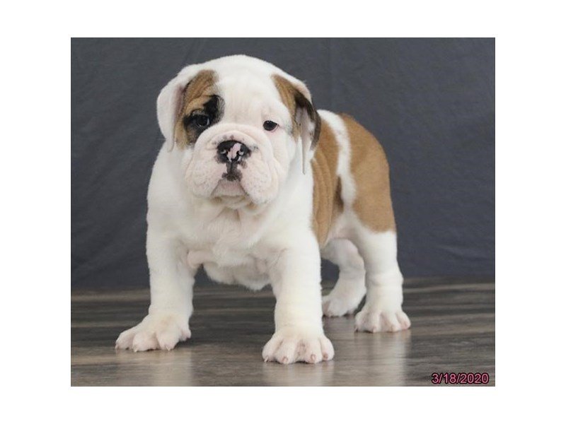 Bulldog