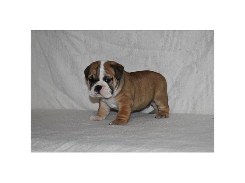 Bulldog