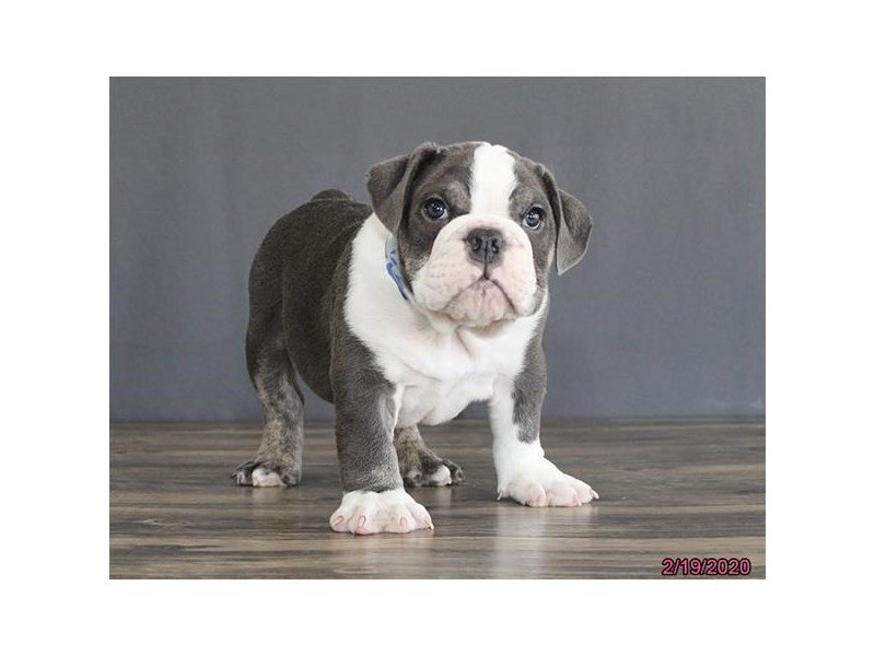 Bulldog