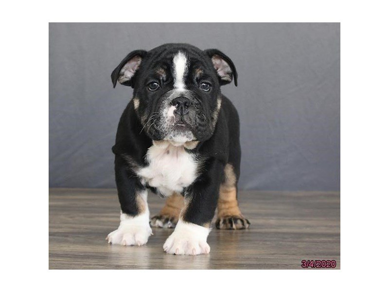 Bulldog
