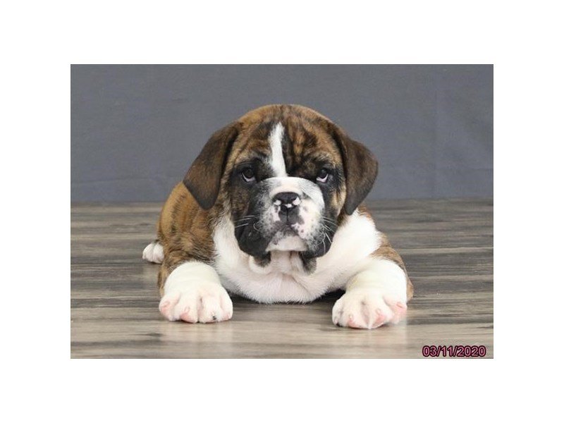 Bulldog-DOG-Female-Brindle-15819-Petland Columbus, Ohio