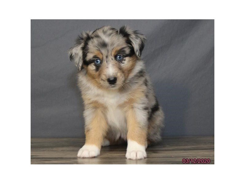 Australian Shepherd