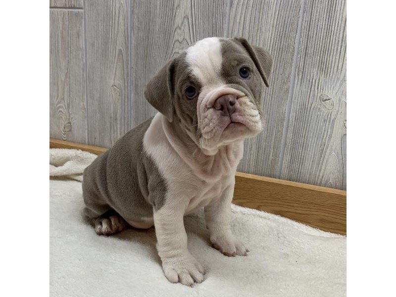 Bulldog-DOG-Female-Lilac-15867-Petland Columbus, Ohio