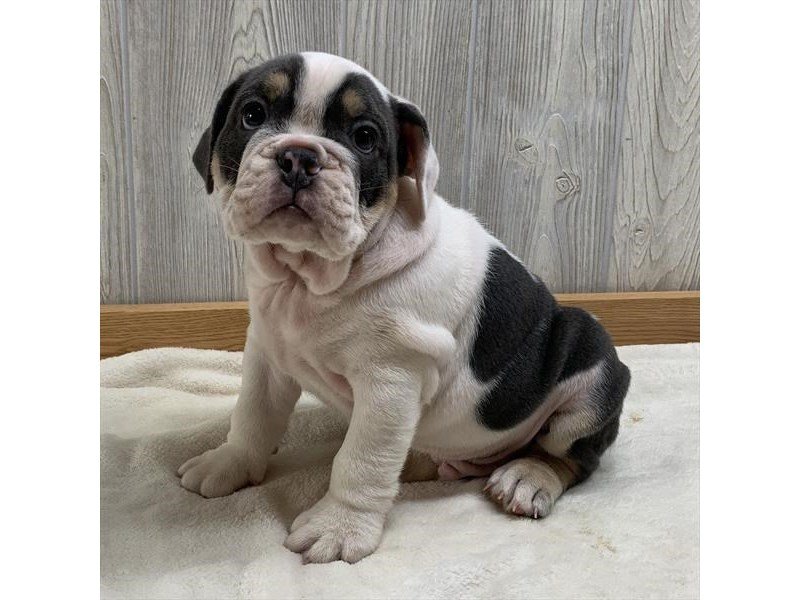 Bulldog-DOG-Male-Blue / White-15868-Petland Columbus, Ohio