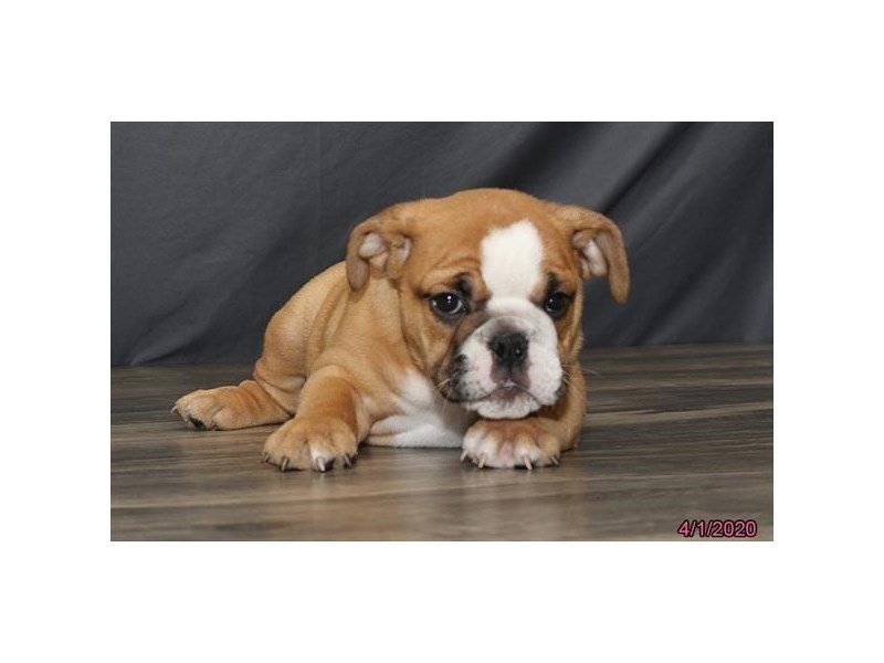 Bulldog