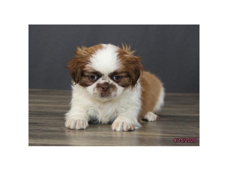 Shih Tzu