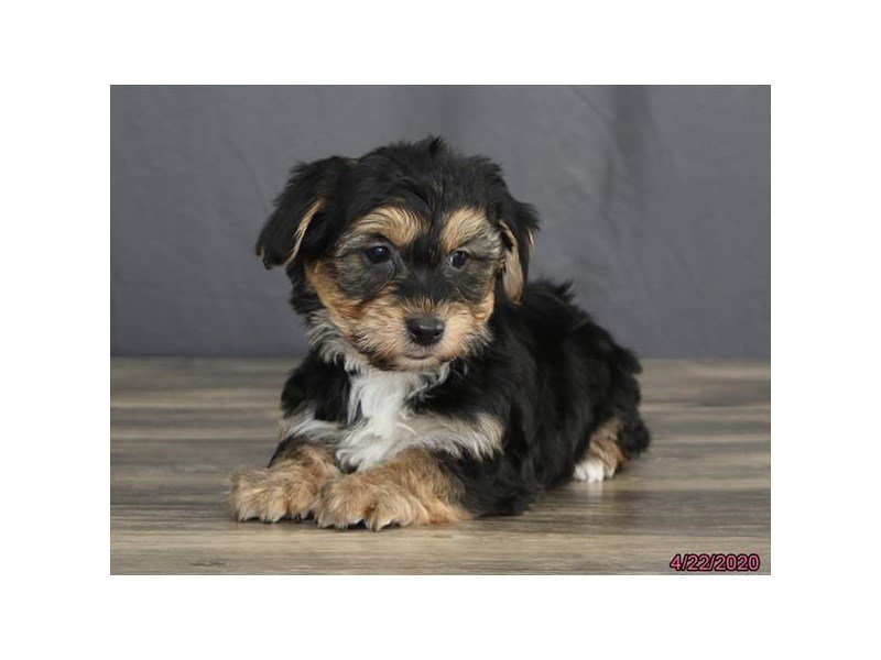 Yorkie/Bichon