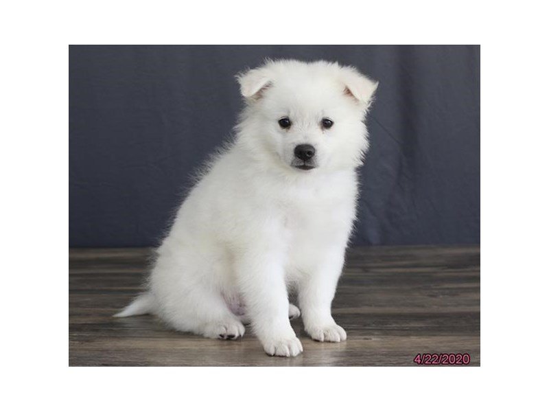 American Eskimo Dog