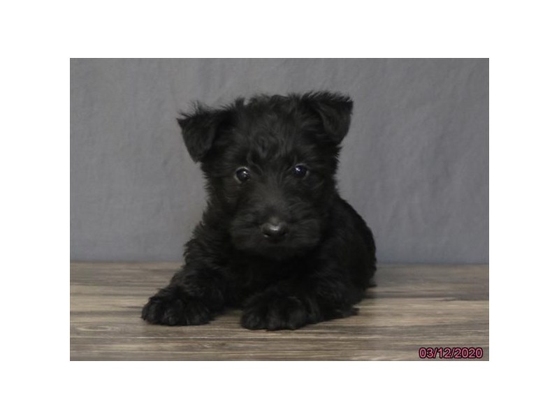 Scottish Terrier