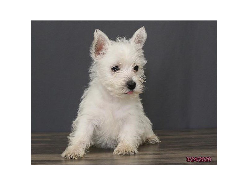 West Highland White Terrier