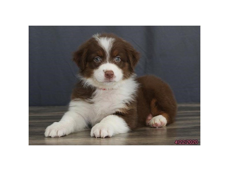 Australian Shepherd