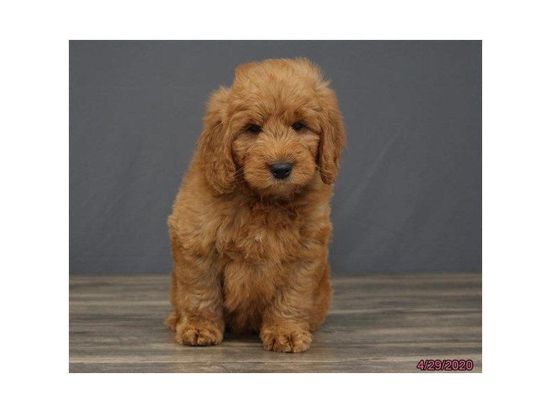 Goldendoodle Mini