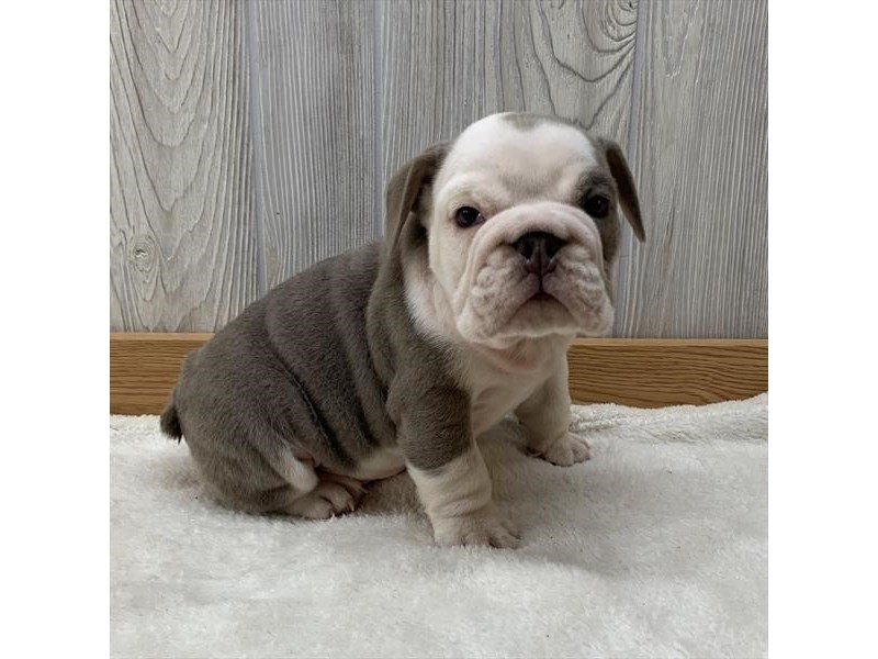 Bulldog