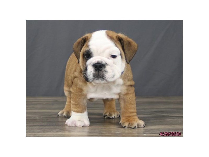 Bulldog