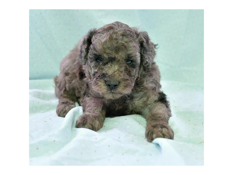 Poodle