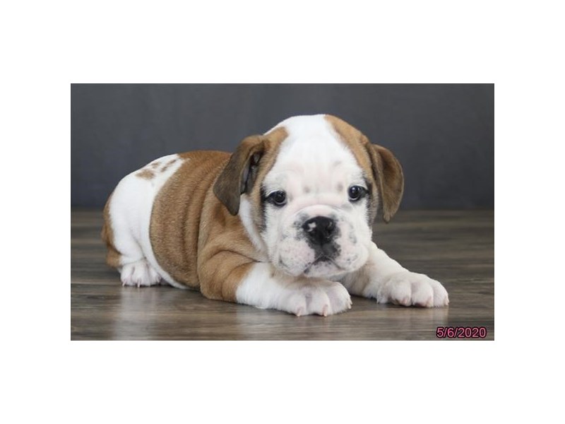 Bulldog