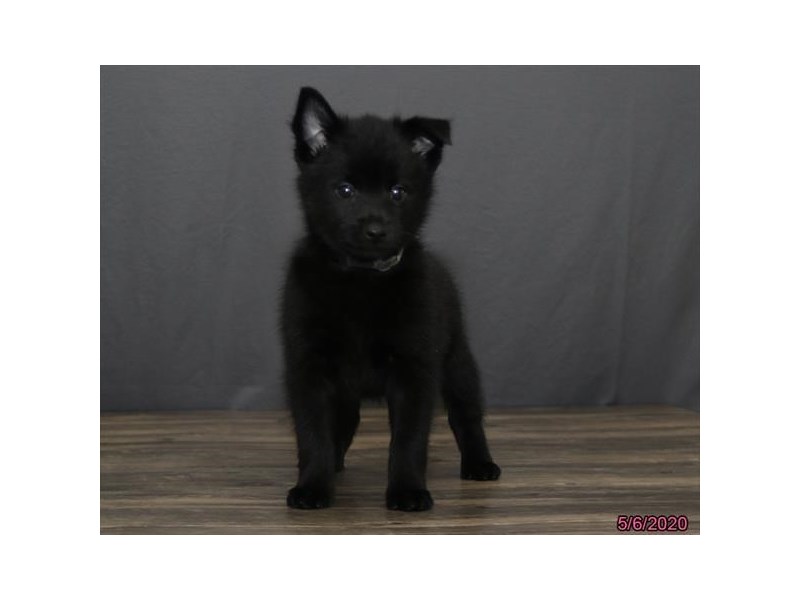 Schipperke
