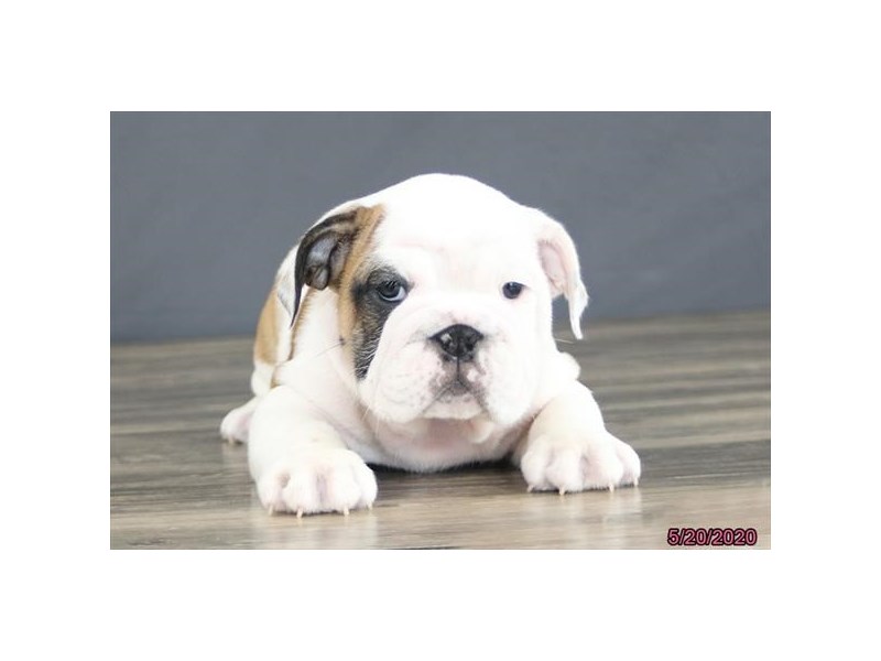 Bulldog