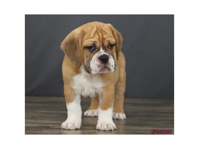 Bulldog/Bulldog-Beagle