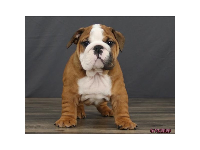 Bulldog